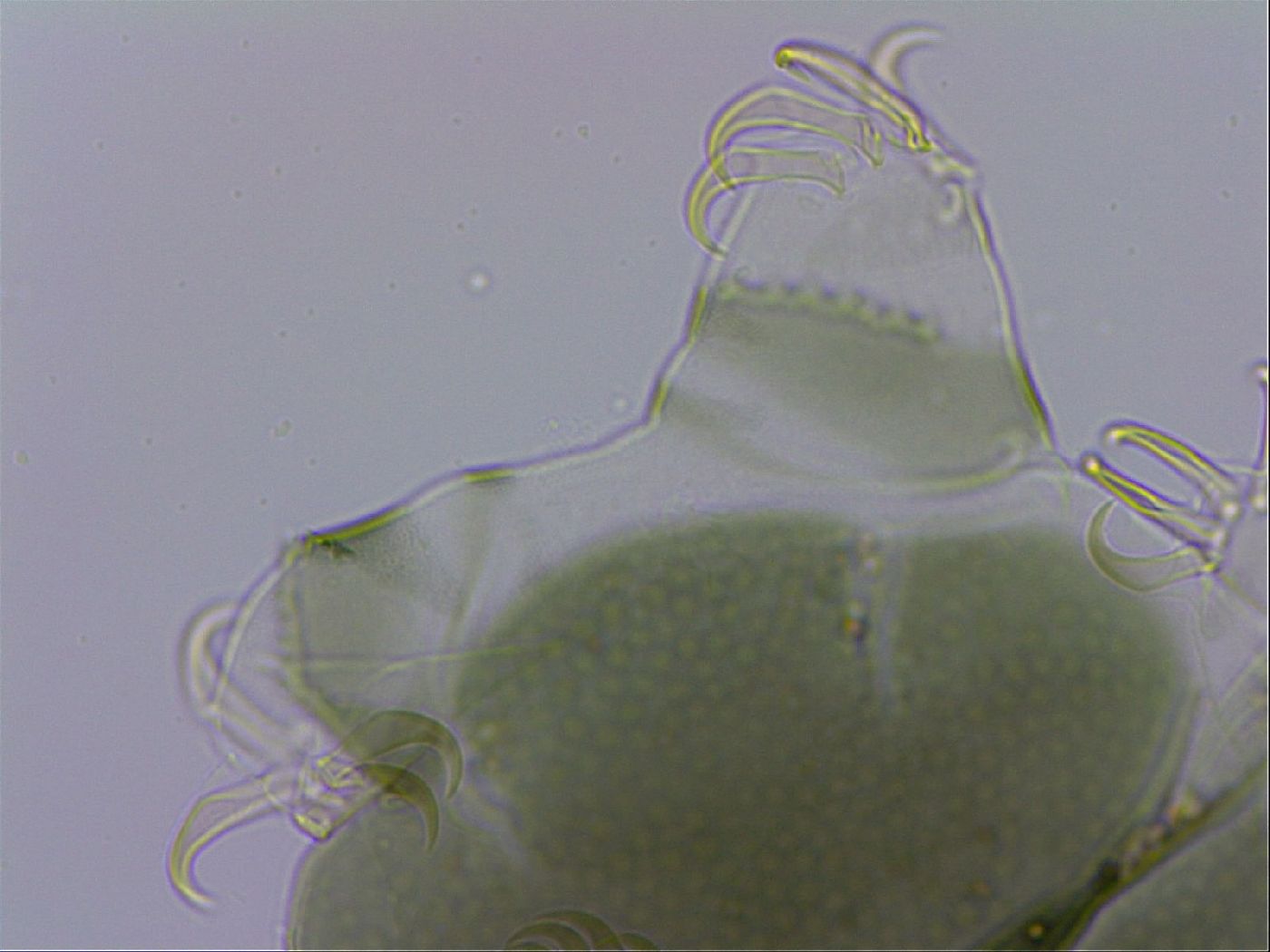 Echiniscus viridis image