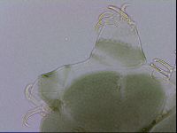 Echiniscus viridis image