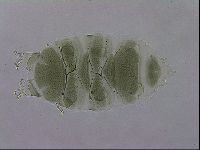 Echiniscus viridis image