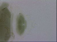 Echiniscus viridis image