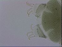 Echiniscus viridis image