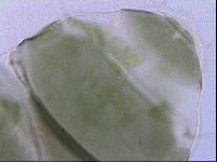 Echiniscus viridis image