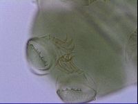 Echiniscus viridis image