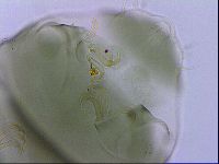 Echiniscus viridis image