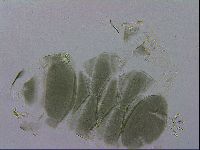 Echiniscus viridis image