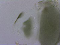 Echiniscus viridis image