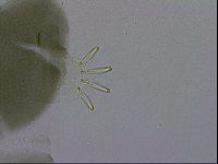Echiniscus viridis image