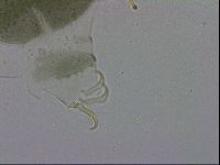 Echiniscus viridis image