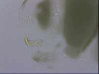 Echiniscus viridis image