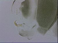 Echiniscus viridis image