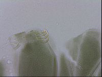 Echiniscus viridis image
