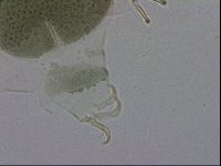 Echiniscus viridis image