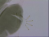 Echiniscus viridis image