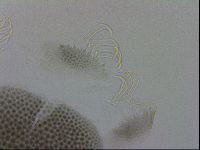 Echiniscus viridis image