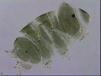 Echiniscus viridis image