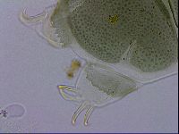 Echiniscus viridis image