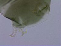 Echiniscus viridis image