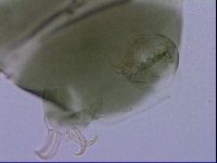 Echiniscus viridis image
