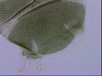 Echiniscus viridis image