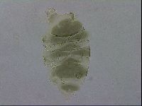 Echiniscus viridis image