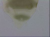 Echiniscus viridis image