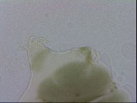 Echiniscus viridis image