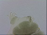 Echiniscus viridis image