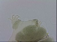 Echiniscus viridis image