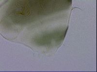 Echiniscus viridis image