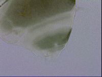 Echiniscus viridis image