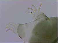 Echiniscus viridis image