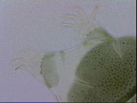 Echiniscus viridis image