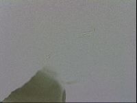 Echiniscus viridis image