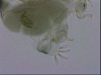 Echiniscus viridis image