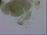 Echiniscus viridis image