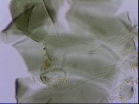 Echiniscus viridis image