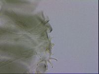 Echiniscus viridis image