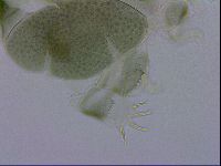 Echiniscus viridis image