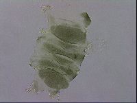 Echiniscus viridis image