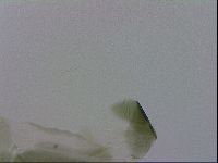 Echiniscus viridis image