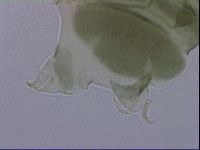 Echiniscus viridis image