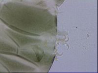 Echiniscus viridis image