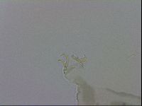 Echiniscus viridis image