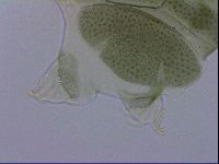Echiniscus viridis image