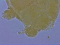 Echiniscus wendti image