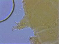 Echiniscus wendti image
