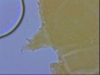 Echiniscus wendti image