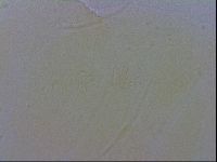Echiniscus wendti image