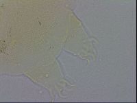 Echiniscus wendti image