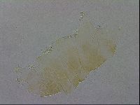 Echiniscus wendti image